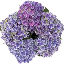 Hortensie milka/weiss Rio Bol 16cm 60cm