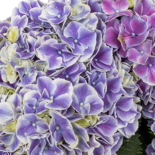 Hortensie milka/weiss Rio Bol 16cm 60cm