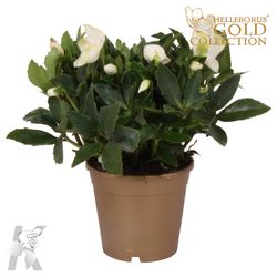 Helleb.weiss Niger Gold Topf T15 H35