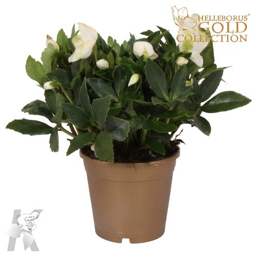 Helleb.weiss Niger Gold Topf T15 H35