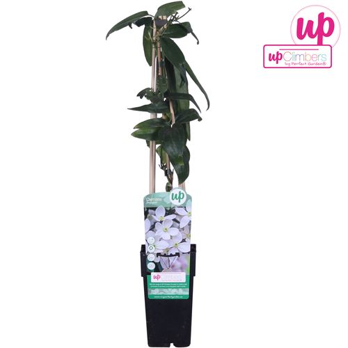 Clematis Armandii weiss T15 H65