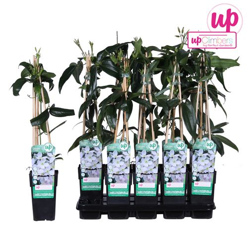 Clematis Armandii weiss T15 H65
