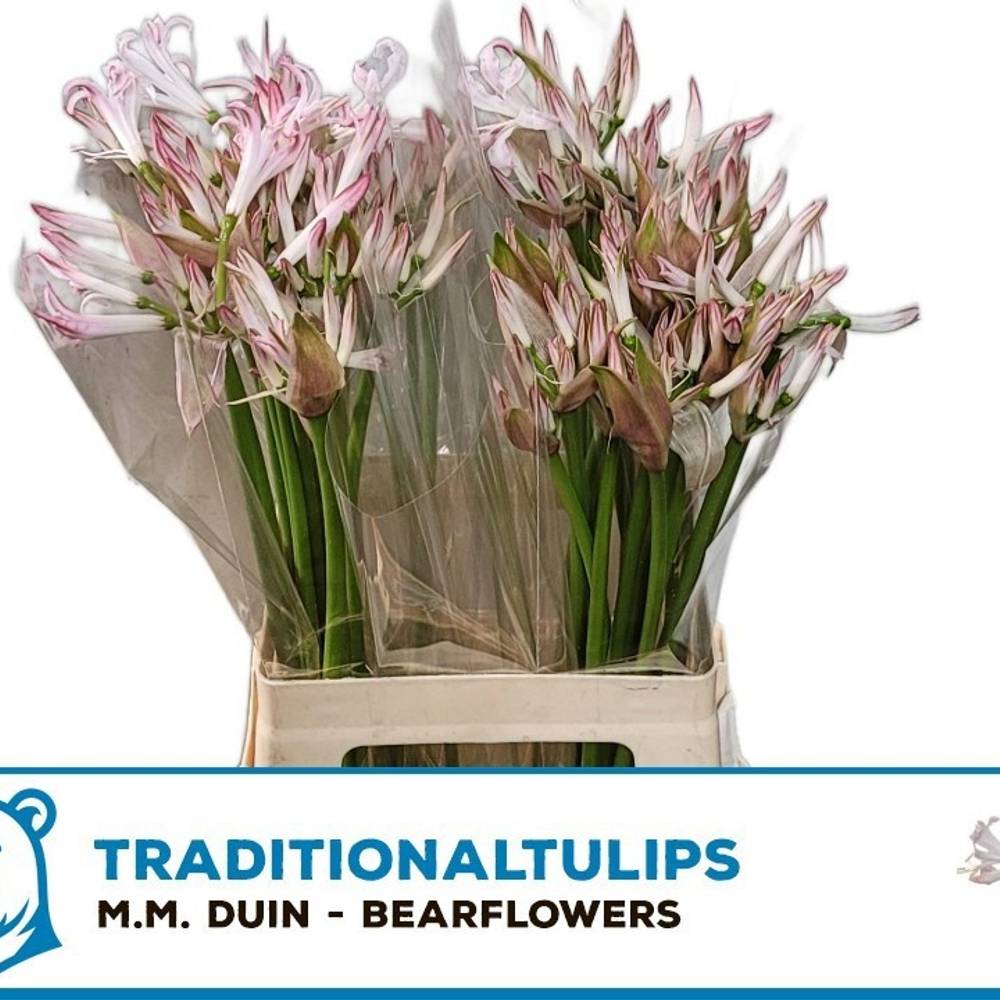 Nerine hell rosa/weiss Bicolor Bionce 70cm