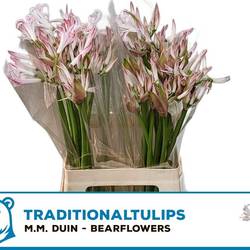 Nerine hell rosa/weiss Bicolor Bionce 70cm