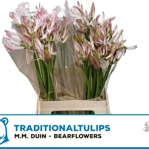 Nerine hell rosa/weiss Bicolor Bionce 70cm