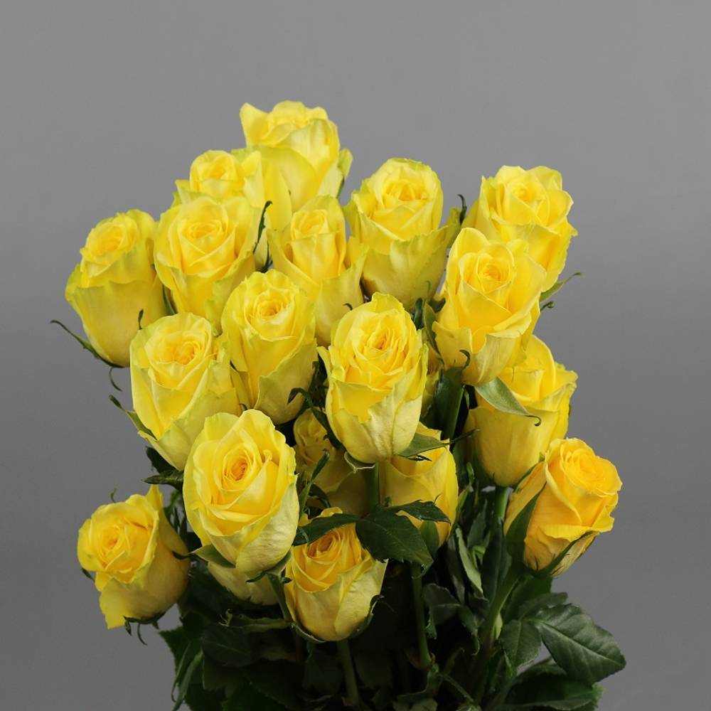 Rose gelb Stardust (Ec) 50cm