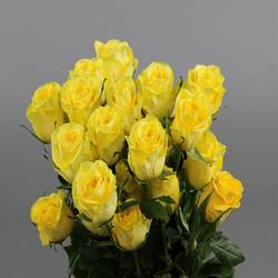 Rose gelb Stardust (Ec) 50cm