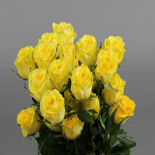 Rose gelb Stardust (Ec) 50cm