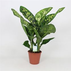 Dieffenb.Crown T24 H100