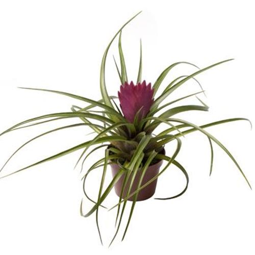 Tillandsie Cyanea T6 H20
