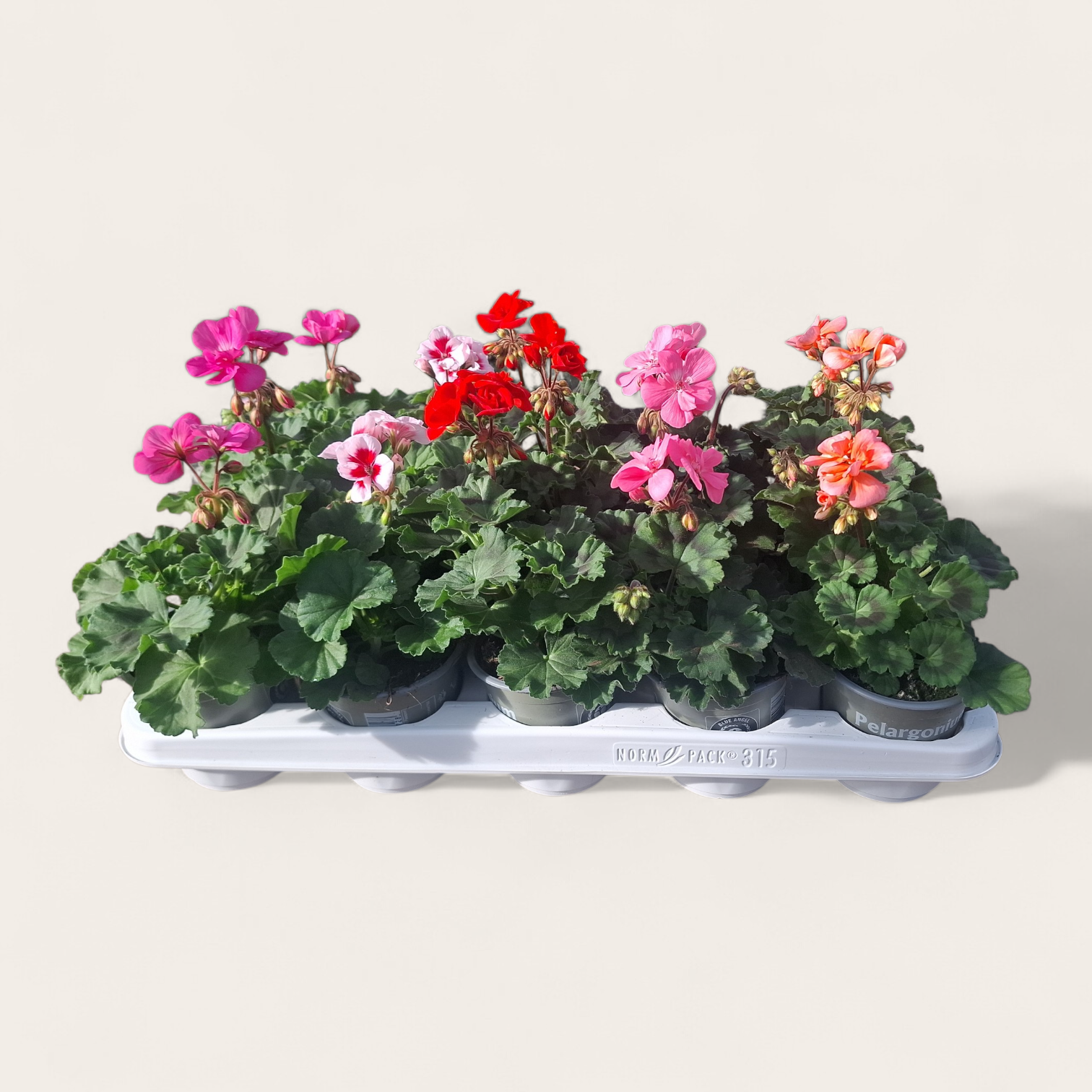 Pelargonium Zonale mix T10,5 H025