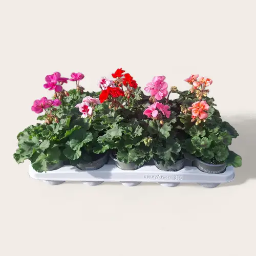Pelargonium Zonale mix T10,5 H025