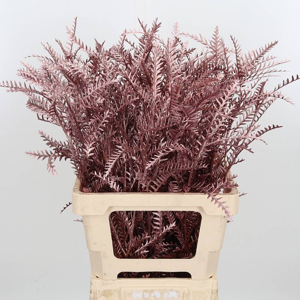 Grevilea Ivanhoe rose gold gefärbt