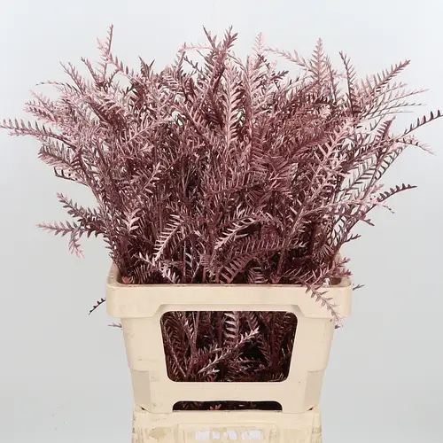 Grevilea Ivanhoe rose gold gefärbt