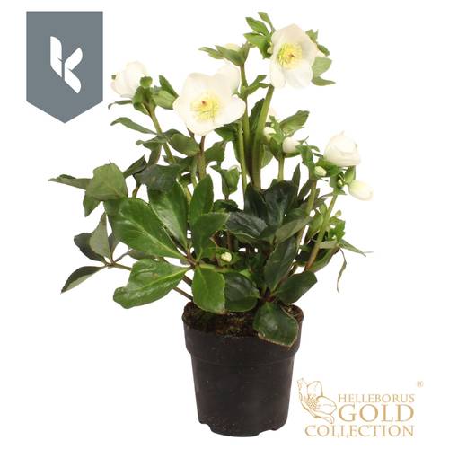 Helleborus HGC Winter Ballet weiss Grossbl. T15 H050