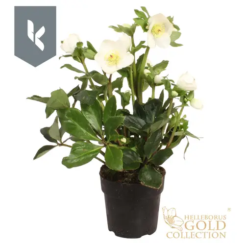 Helleborus HGC Winter Ballet weiss Grossbl. T15 H050
