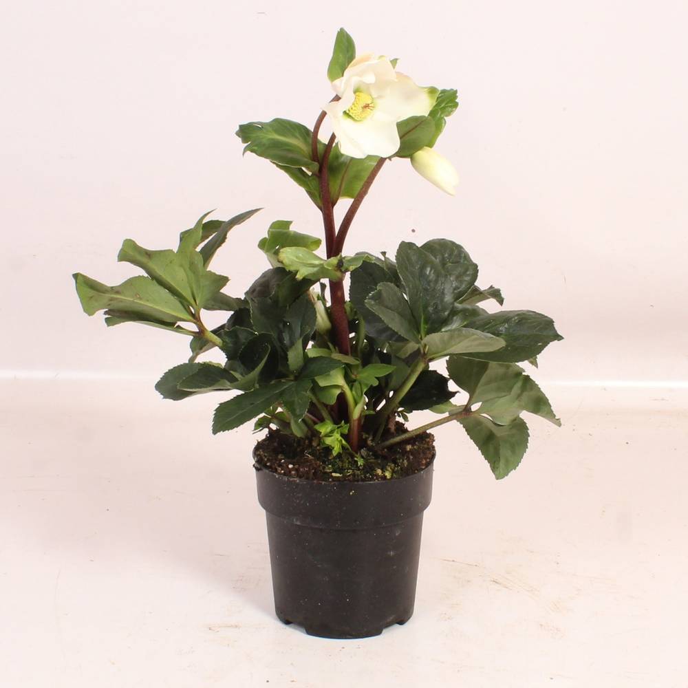 Helleborus weiss Winter Ballet T15 H050