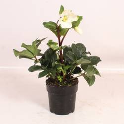 Helleborus weiss Winter Ballet T15 H050