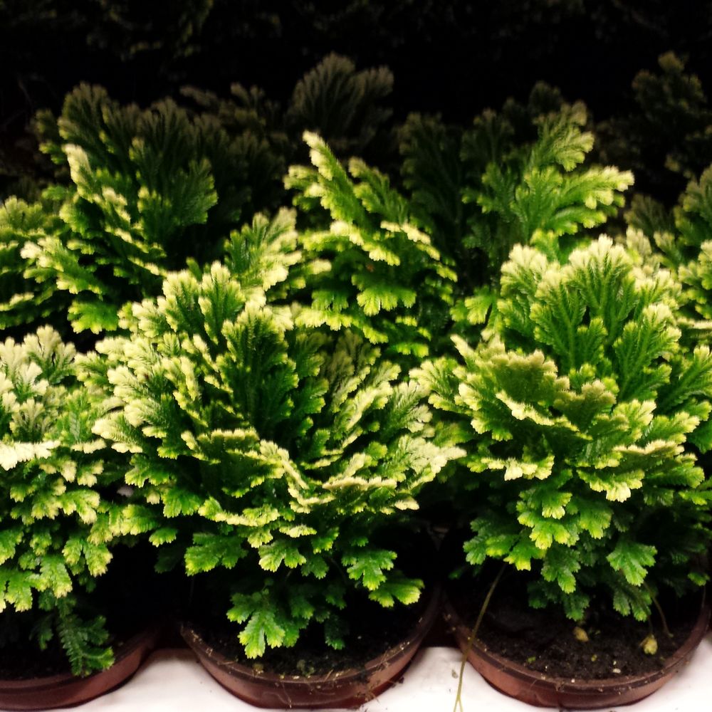 Selaginella Jori T08 H15