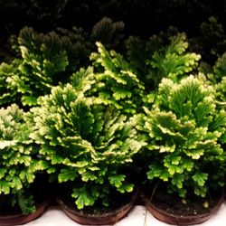 Selaginella Jori T08 H15