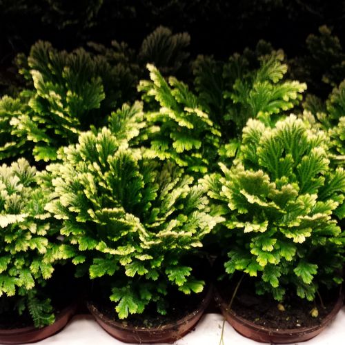 Selaginella Jori T08 H15