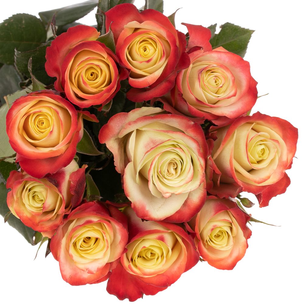 Rose creme/rot Eagle Eye 50cm