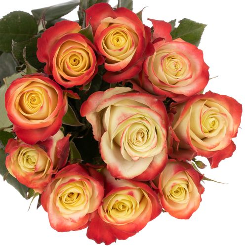 Rose creme/rot Eagle Eye 50cm