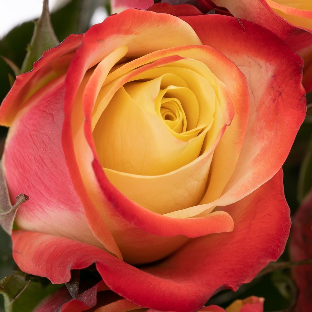 Rose creme/rot Eagle Eye 50cm
