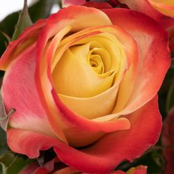 Rose creme/rot Eagle Eye 50cm