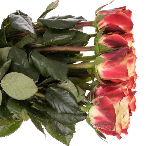 Rose creme/rot Eagle Eye 50cm