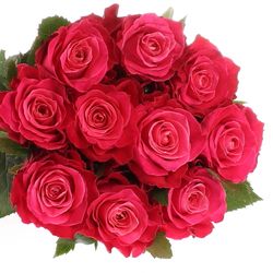 Rose fuchsia Movie Star 40cm