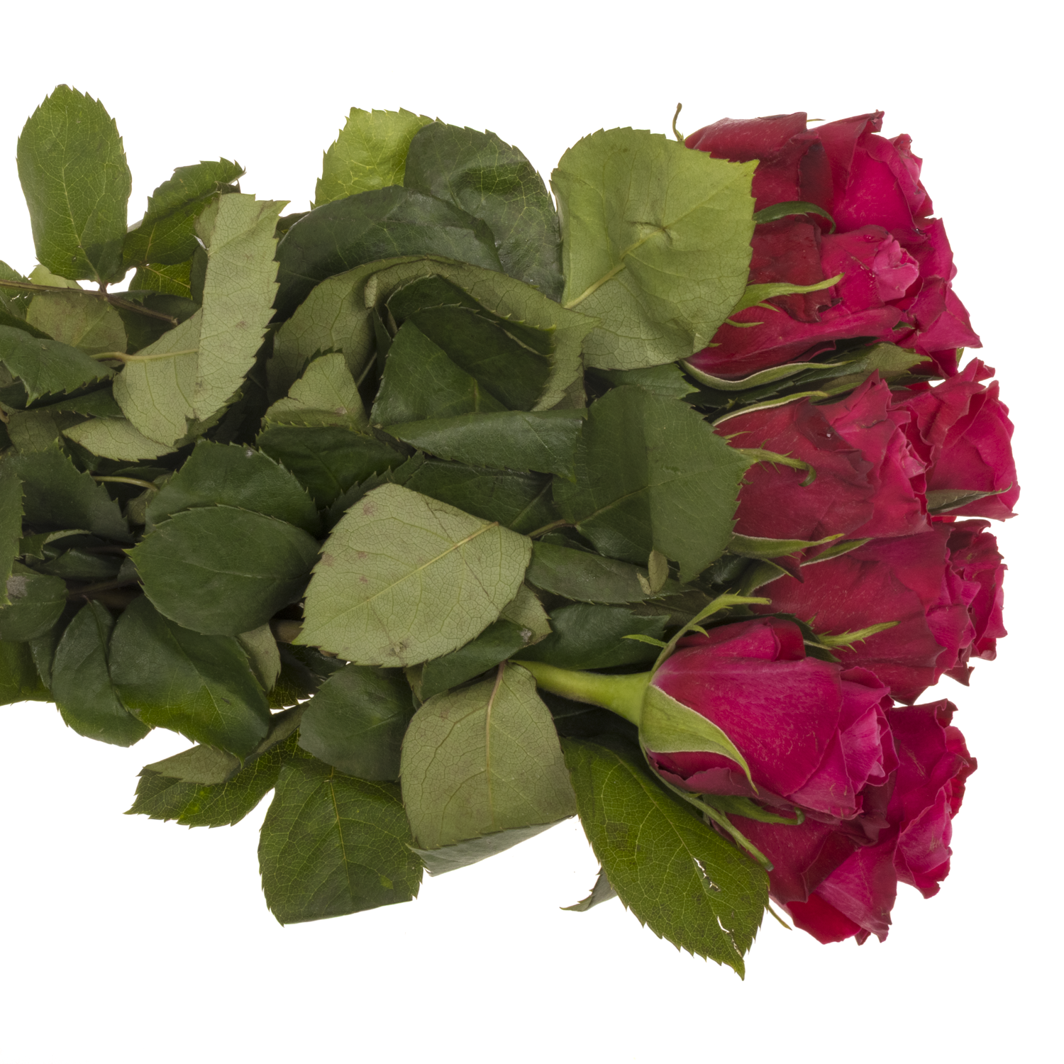 Rose fuchsia Movie Star 40cm