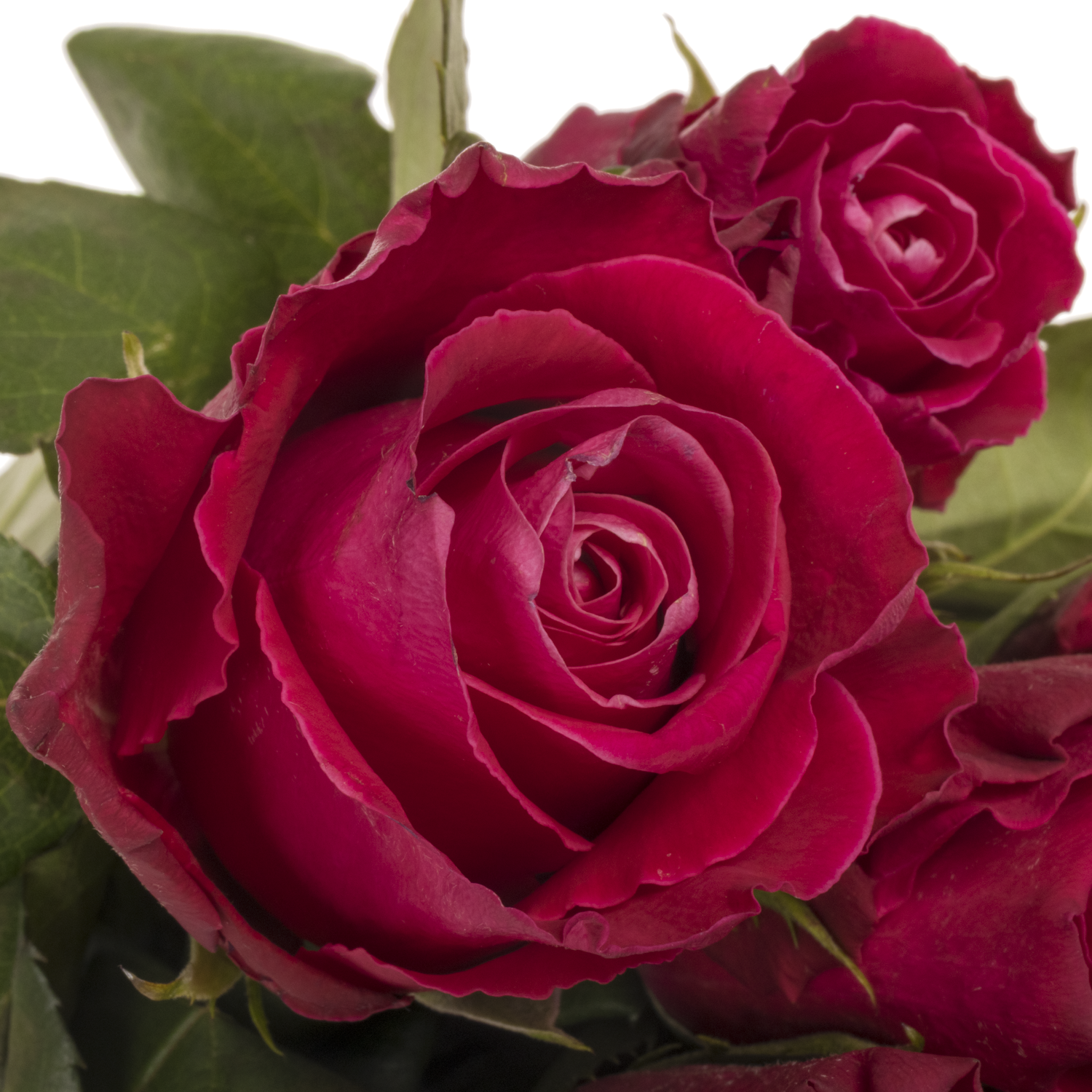 Rose fuchsia Movie Star 40cm