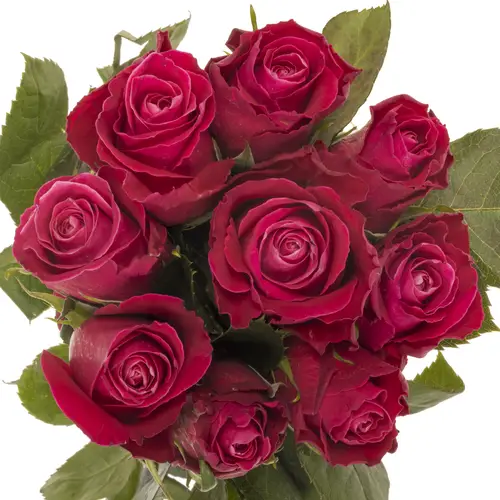 Rose fuchsia Movie Star 40cm