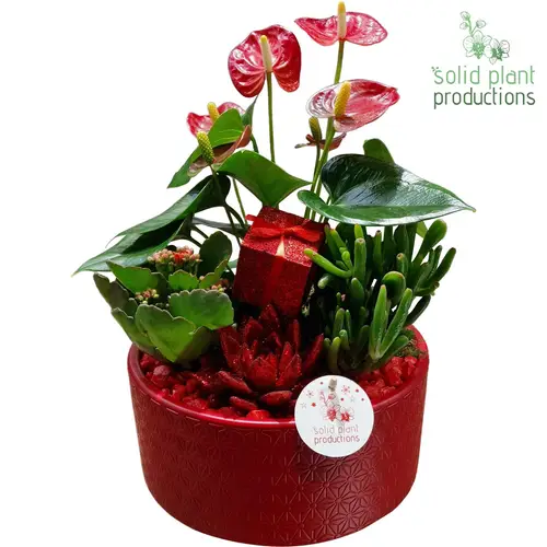 Anth.Arr AE004 Re Weihnachten T22 H042