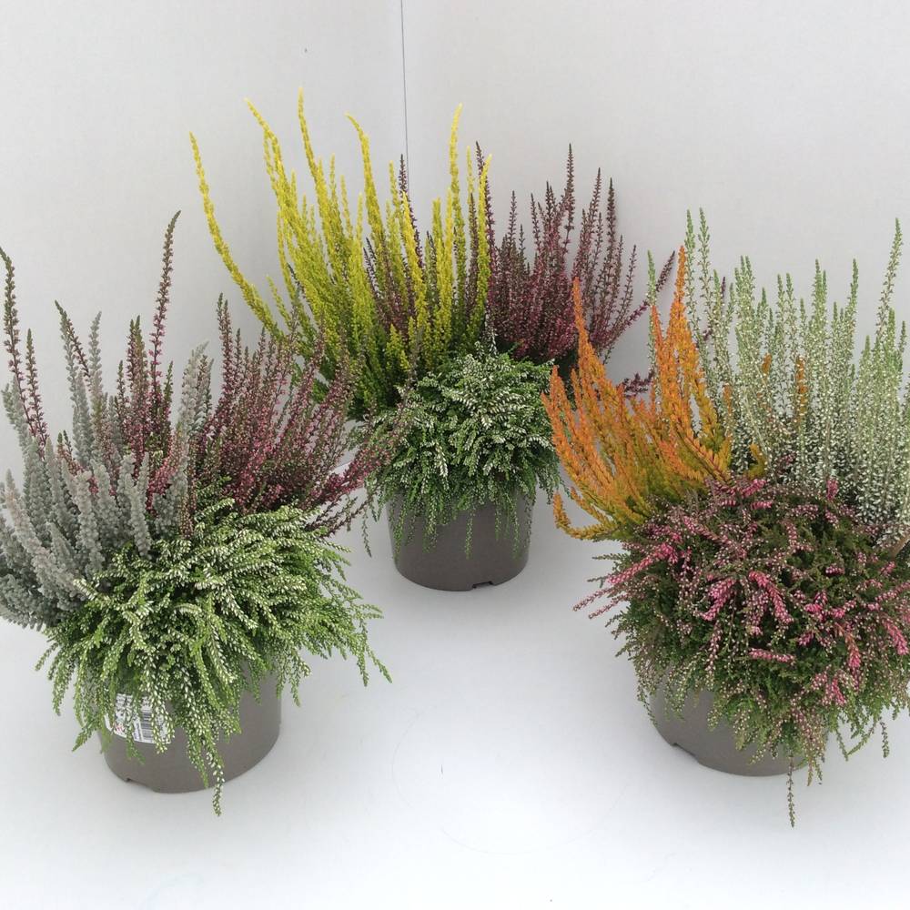 Calluna Trio Rasta T17 H030