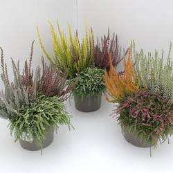 Calluna Trio Rasta T17 H030