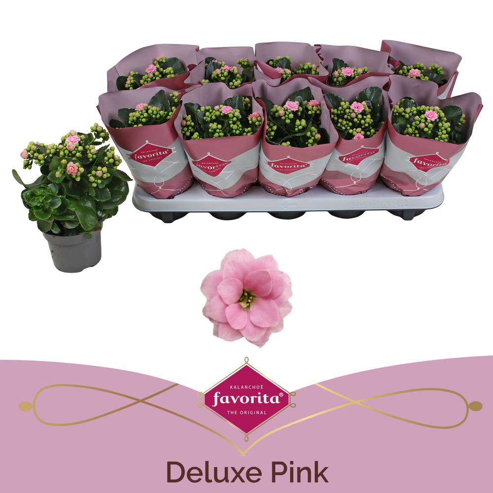 Kalanchoe Gef.rosa Valentinsangebot T10,5 H023