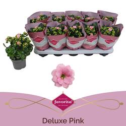 Kalanchoe Gef.rosa Valentinsangebot T10,5 H023