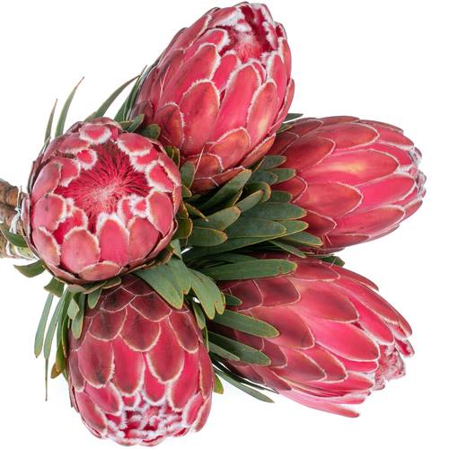 Protea rot Venus 35cm