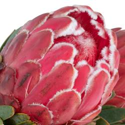 Protea rot Venus 35cm