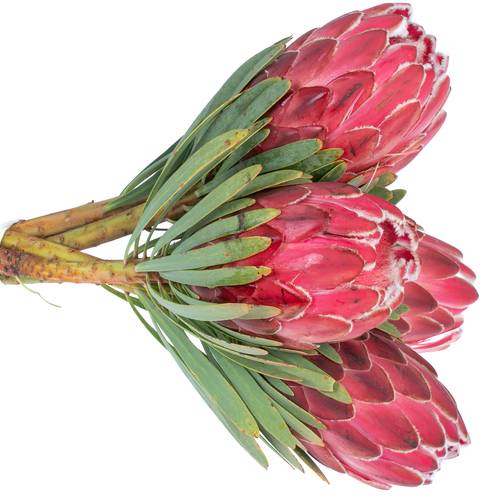 Protea rot Venus 35cm