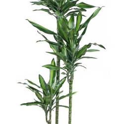 Dracaena 3er Cintho 90-60-30 T24 H150