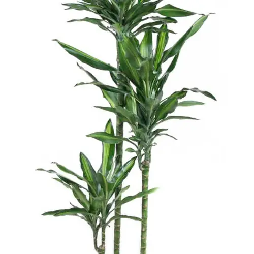 Dracaena 3er Cintho 90-60-30 T24 H150