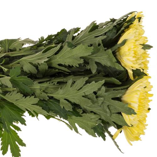 Chrys.Deko gelb Topspin Yellow 85 gram 70cm