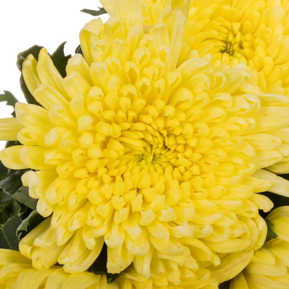 Chrys.Deko gelb Topspin Yellow 85 gram 70cm