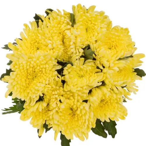 Chrys.Deko gelb Topspin Yellow 85 gram 70cm