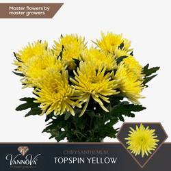 Chrys.Deko gelb Topspin Yellow 70cm 90Gramm