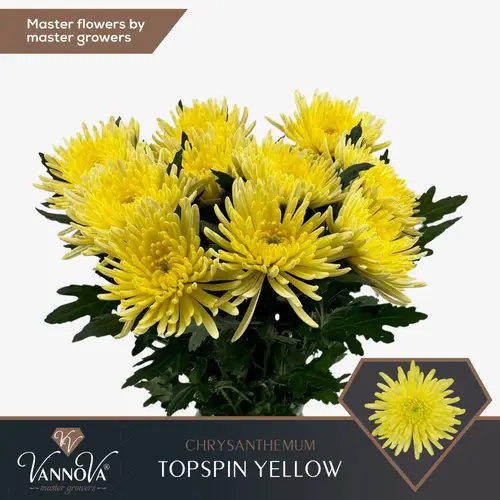 Chrys.Deko gelb Topspin Yellow 70cm 90Gramm