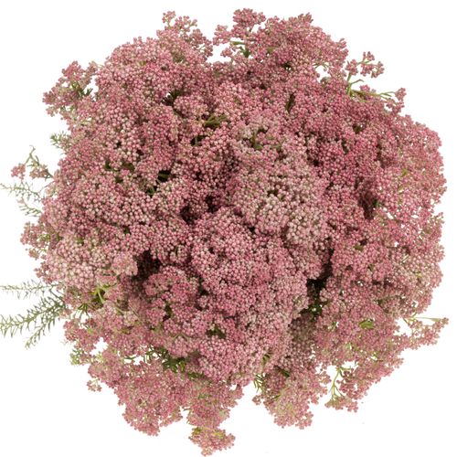 Cooks rosa 40cm